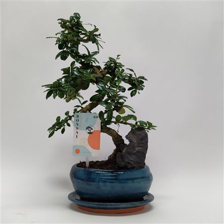 Bonsai Carmona S-shape Landscape