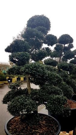Ilex Crenata - Garden Tree