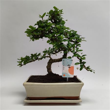 Carmona S-shape Bonsai Traditional Tray