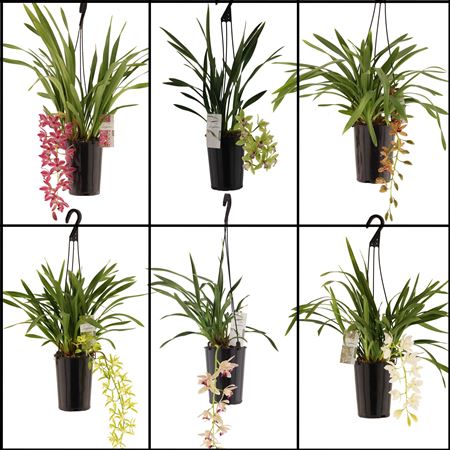 Cymb Cascade Mix 1st