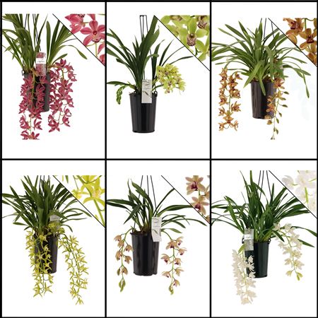 Cymb Cascade Mix 2st