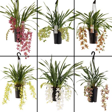 Cymb Cascade Mix 5-7st