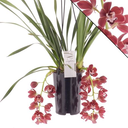 Cymb Cascade 2-я школа