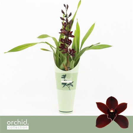 Cymbidium 1st Black Jack Orchid Collection