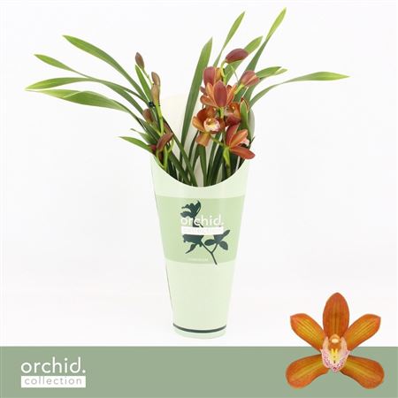 Cymbidium 2st Polonia Orchid Collection Pot