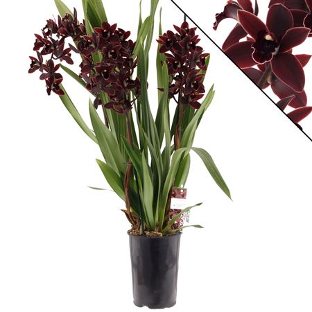 Cymb Cascade Cali Night 3-4st