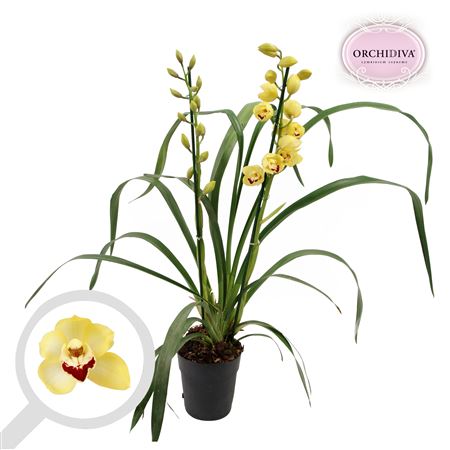 Cymbidium 2st Yellow (orchidiva)