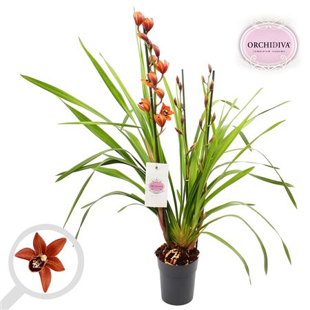 Cymbidium 3st Orange