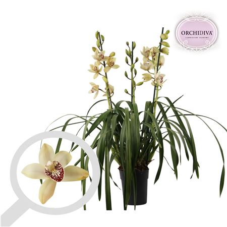 Cymbidium 3-4st Creme