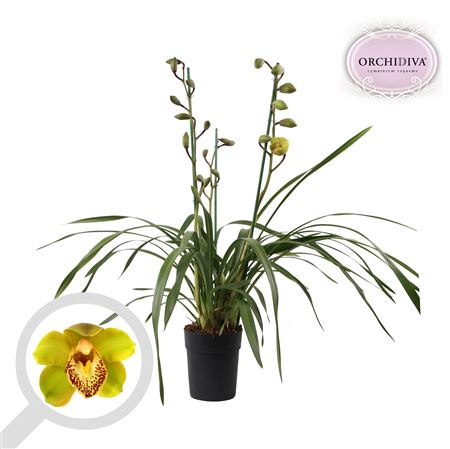 Cymbidium 3st Green