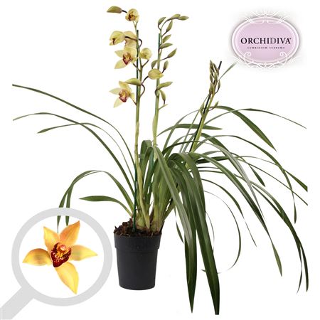 Cymbidium 3st Yellow