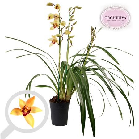 Cymbidium 3st Dark Shirley