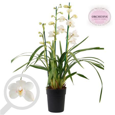Cymbidium 3-4st Summer Frost