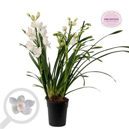 Cymbidium 3st Snow White