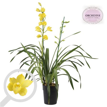 Cymbidium 2st Yellow