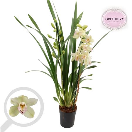 Cymbidium 2st Green