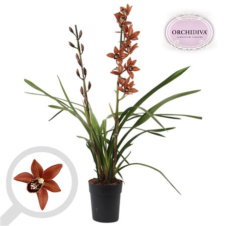 Cymbidium 2st Orange