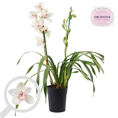 Cymbidium 2st White