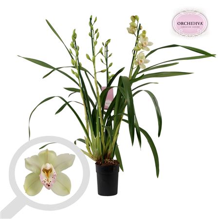 Cymbidium 3-4st Let Flor