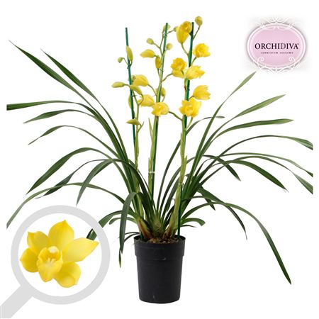 Cymbidium 3-4st Shinning Yellow