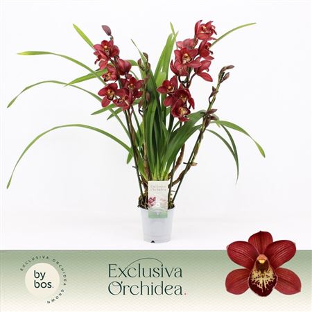 Cymbidium 4st Red Beauty Roy