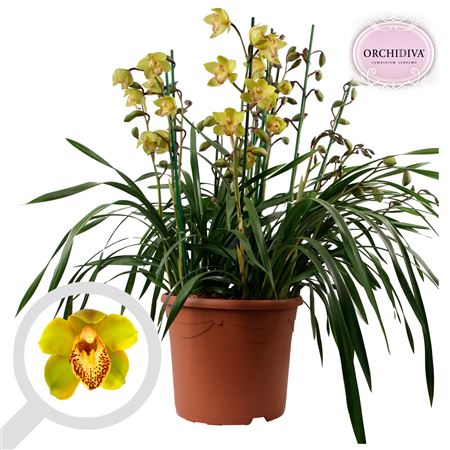 Cymbidium 10st Green