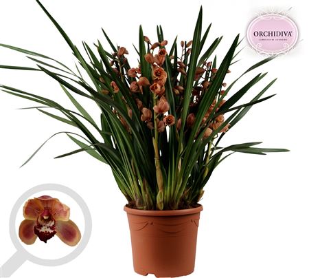 Cymbidium 10st Orange