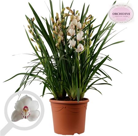 Cymbidium 10st White