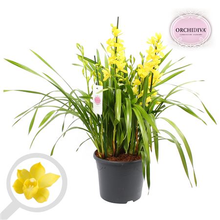 Cymbidium 10st Yellow