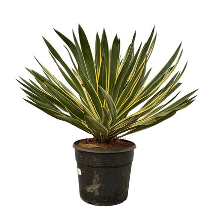 Yucca Gloriosa Variegata