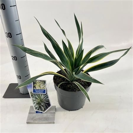 Yucca Gloriosa Variegata