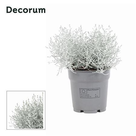 Leucophyta Brownii (decorum)