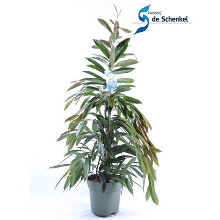 Ficus Bin Amstel King