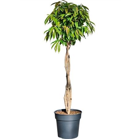 Ficus Bin Amstel King Twisted Stem