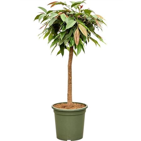 Ficus Bin Amstel King On Stem.