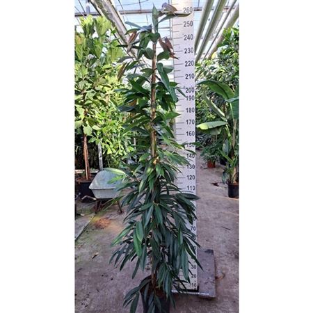 Ficus Bin Amstel King