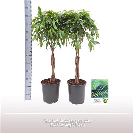 Ficus Bin Amstel King Twisted Stem