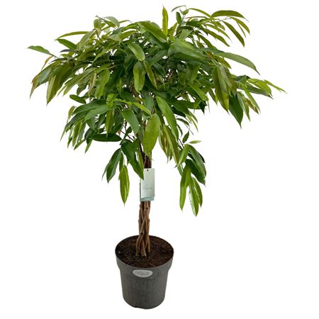 Ficus Bin Amstel King Twisted Stem