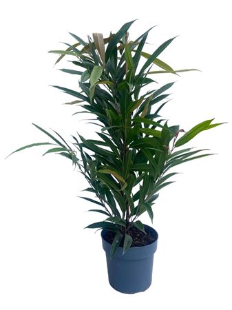 Ficus Bin Amstel King