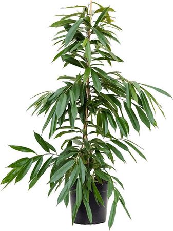 Ficus Bin Amstel King