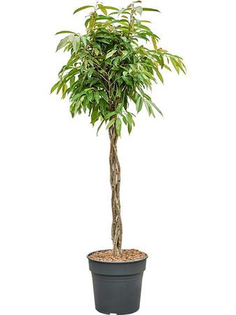 Ficus Bin Amstel King Twisted Stem