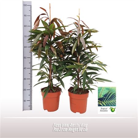 Ficus Bin Amstel King Twisted Stem