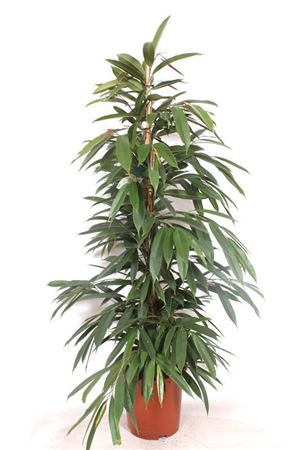 Ficus Bin Amstel King
