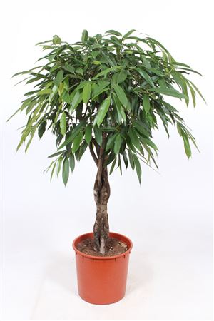 Ficus Bin Amstel King Twisted Stem