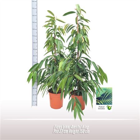 Ficus Bin Amstel King Twisted Stem