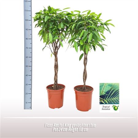 Ficus Bin Amstel King Twisted Stem