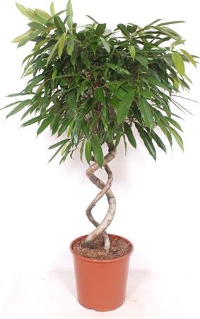 Ficus Bin Amstel King