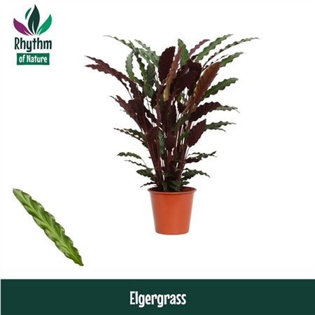 Calathea Elgergrass Rhythm Of Nature