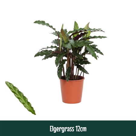 Calathea Elgergrass