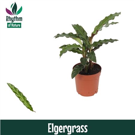 Calathea Elgergrass